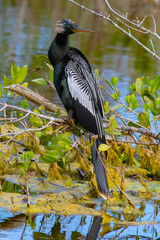 Beautiful Anhinga taking a break from fishing in Merritt Island National Wildlife Reserve, Titusville, Florida. 