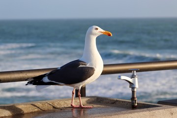 Seagull at the beach