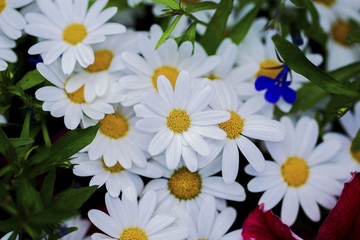 Beautiful close up view of white daisy flowers isolated. Beautiful nature backgrounds.