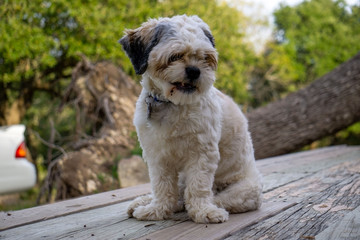 Shih Tzu