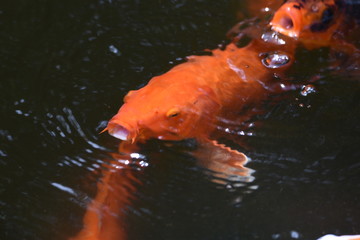 Nishiki koi (varicolored carp),which swims in a pond in a Japanese garden, are called "swimming jewels" because of the beauty of their appearance.