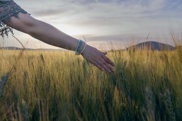 Woman gently running hand through wheat in field at sunset in the summer.