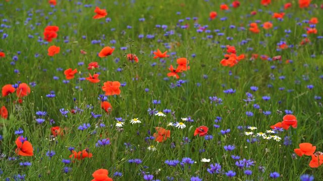 Poppy flowers field and cornflowers and daysies