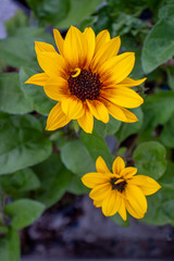 Vibrant sunflowers in bloom in June