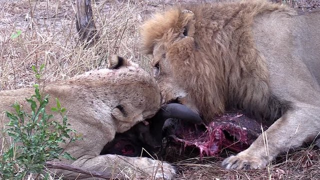 Lions feeding with altercation at buffalo carcass. Greater Kruger South Africa. Flat plane. Zoom out