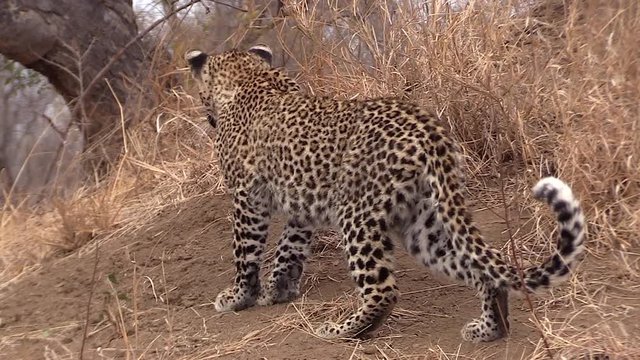 Young female leopard lurking in the savannah. Greater Kruger South Africa. Panoramic plane shift