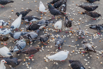 Pigeons feeding on a popcorn