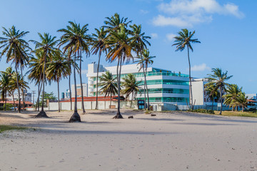 Palms on a beach in Joao Pessoa, Brazil