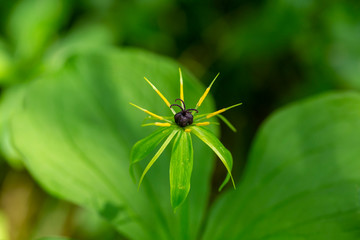 Fototapeta premium Orchidee: Eine Vierblättrige Einbeere von oben