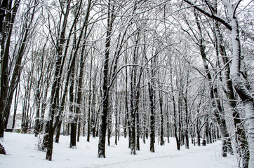 Winter forest. Snow covered trees in the forest.