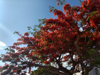 red maple tree in autumn