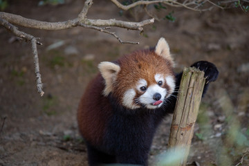 レッサーパンダ, アカパンダ