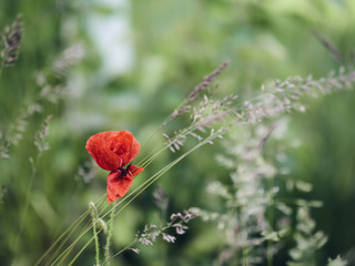 red poppy in field