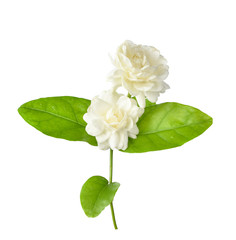 Jasmine flower  isolated on white background