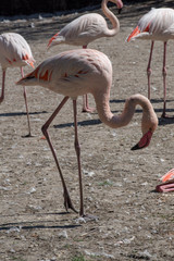Pink chilean flamingo (Phoenicopterus chilensis) looking for food on the ground
