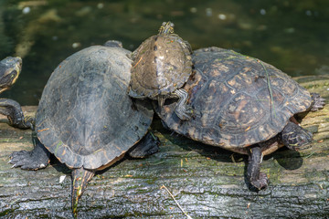 Baby turtle climbing up its parents shells to warm up in the sun
