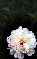white peony