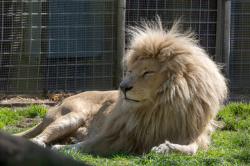 Naklejka premium Lion with big flowing mane resting in the afternoon sun