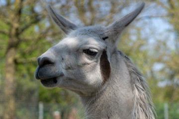 Portrait of a grey coloured Lama (Lama glama) from South America
