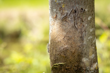 Eichenprozessionsspinner an einem Baum