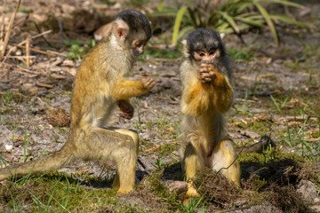 Black-capped squirrel monkeys (Saimiri boliviensis) searching the ground for food