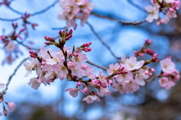 Blooming Cherry Blossoms
