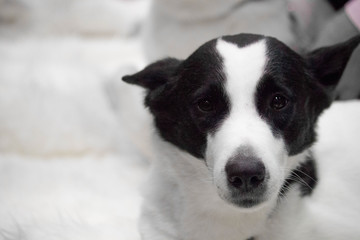 Black and White Border Collie 