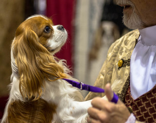 Cavalier King Charles Spaniel / Show Dog Portrait