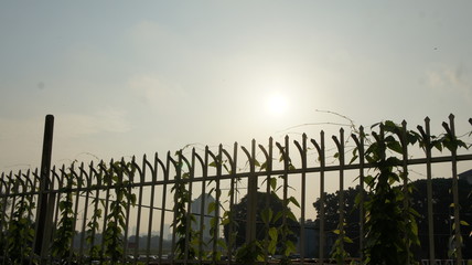 Obraz premium fence and grass