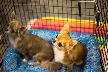Two Small Dogs / Chihuahuas 