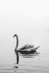 Swan on the lake on a misty morning