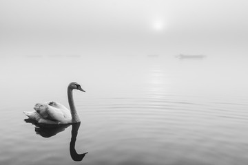 Swan on the lake on a misty morning
