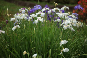 二の丸庭園の花菖蒲