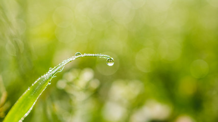 Water droplet on a blade of grass in the early morning light