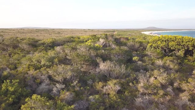 Aerial view of kangaroos hopping through the bushes off the Australian coast