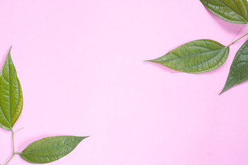 Green leaves on pink background with copy space