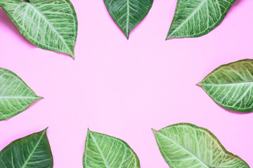 Top view leaves on pink background with copy space for texts