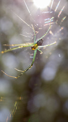 Closeup of a tropical spider with sunlight coming through it's body.