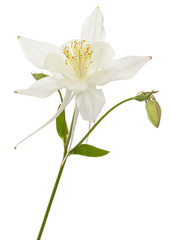 White flower of aquilegia, blossom of catchment closeup, isolated on white background