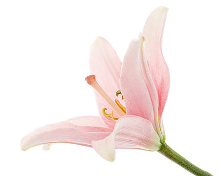 7+ Light Pink Lily