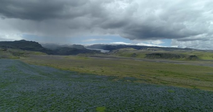 Flyng over fields of lupine flowers under glacier and storm clouds aerial Iceland.mov