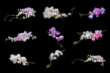 Mexican Creeper (Antigonon leptopus) flowers collection, Isolated on Balck background.