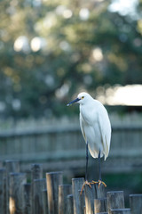 Snowy Egret resting on fence