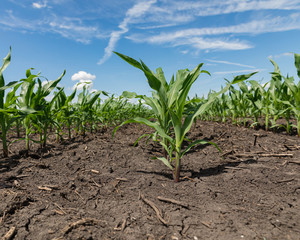 closeup of a healthy young corn plant in cornfield with dry and cracking soil and no weeds between rows