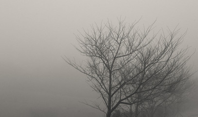 tree in fog