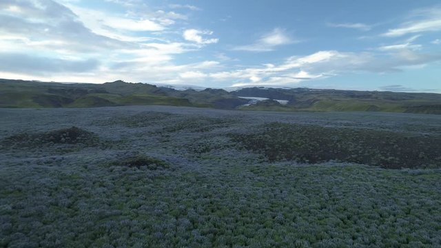 Blue lupine flowers covering glacial terrain morning light aerial Iceland revealing shot.mov