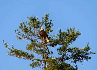 Bald Eagle Perched in Tall Tree