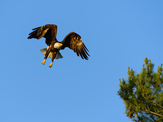 Bald Eagle Landing on Blue Sky