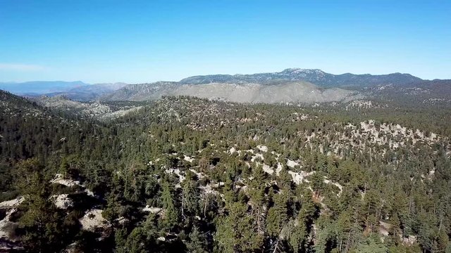 Aerial shot of Californian pine tree forest