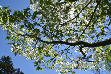 Missouri Ozark Spring: Dogwood in Bloom